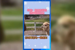 娱乐吃瓜派,揭秘明星幕后那些事儿